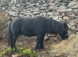 Registered mini gelding