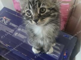 10 weeks old kittens