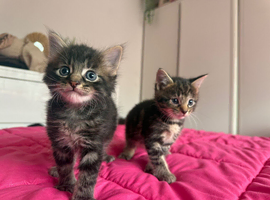 2 female kittens