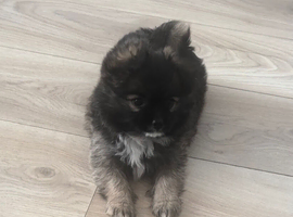 pomchie puppies