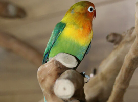 Baby Love birds available ,21