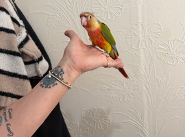 Handreared conure