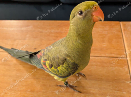 Rock Pebbler / Regent parrot