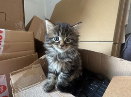 Bengal x Maine Coon