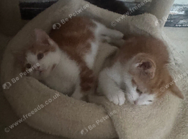 Lovely boy kittens