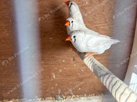 Young zebra finch for sale