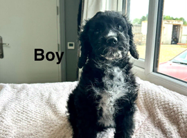 1 lovely cockapoo puppy  ready now