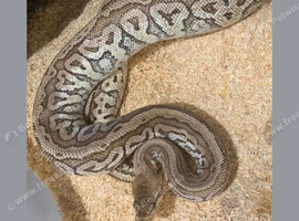 Desert ghost hurricane