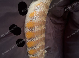 northern blue tongue and setup