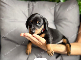 Miniature dachshund