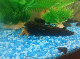 Rabbit Snails ( Tylomelania )