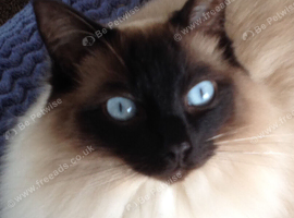 Two 9yr old female Ragdoll Cats with eyes to dye for