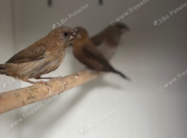 Various Stunning Mixed Finches Available