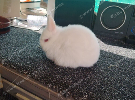 Rew Netherland dwarf