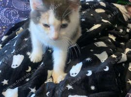 Beautiful 14 week old kittens