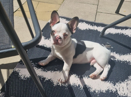 6 months old french bulldog