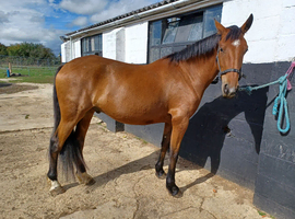 16.1hh TB x WB x Friesian 3 years