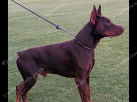 Male stud dog