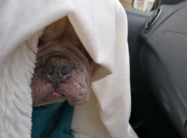 Looking for SPAYED FRENCHIE for company for my castrated boy