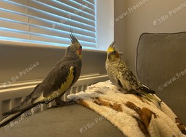 Cockatiels for rehoming