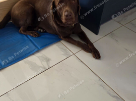 Male labrador