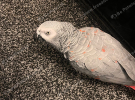 Tame red factor African grey