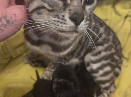 Bengal cross kittens
