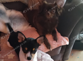 Two chihuahuas