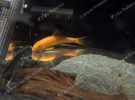 GOLDEN SUCKING LOACH
