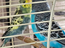Breeding bonded pair of budgies