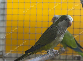 Some very nice well bred conures