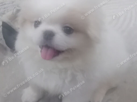 Beautiful white boy pekingnese
