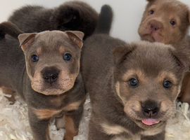Stunning tan point bear coat sharpei&rsquo;s