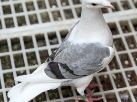 saddle homer pigeons