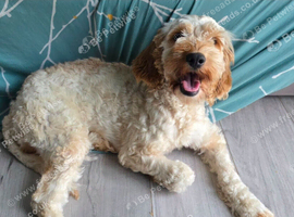 Female cockapoo f1