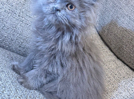 Persian kitten