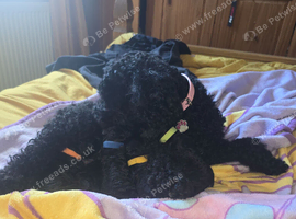 Beautiful male toy poodles