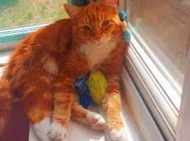 Looking for 1 lucky and responsible owner for my beautiful ginger tabby cat!