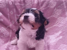 *Beautiful Biewer Yorkshire Terrier Puppies &ndash; 2 Girls and 2 Boys Available*