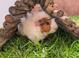 Male guinea pigs