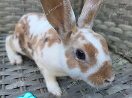Baby mini rex available