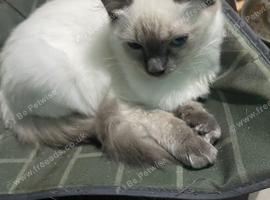 Ragdoll