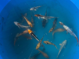 Various koi