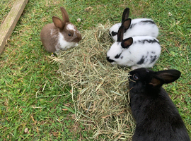 Young rabbits