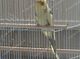 Cockatiel