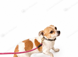Jackrussel girl