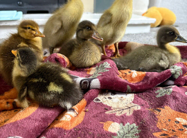 6 xIndian  runner ducklings