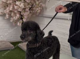 Gorgeous toy poodle