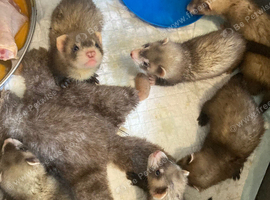 Hand reared litter
