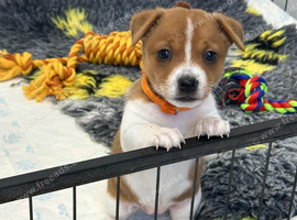 Traditional mini Jack Russell pups